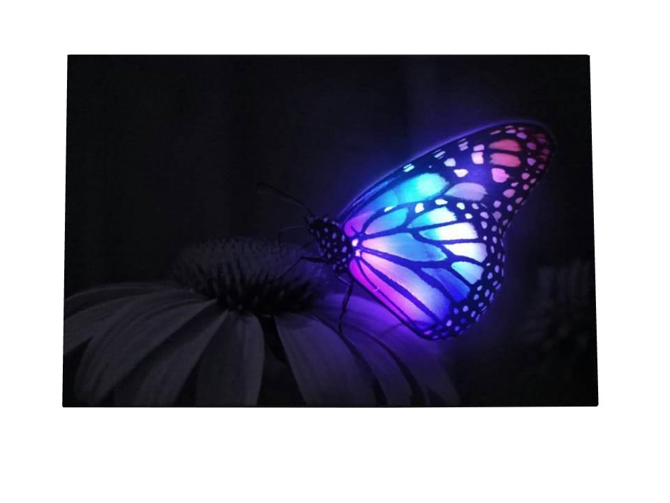 Canvas Led Valotaulu Butterfly